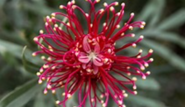 naturopathe